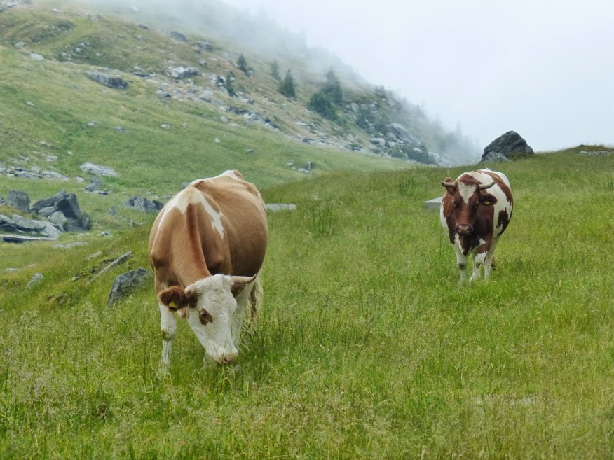 rumuńskie krowy pozdrawiają.JPG