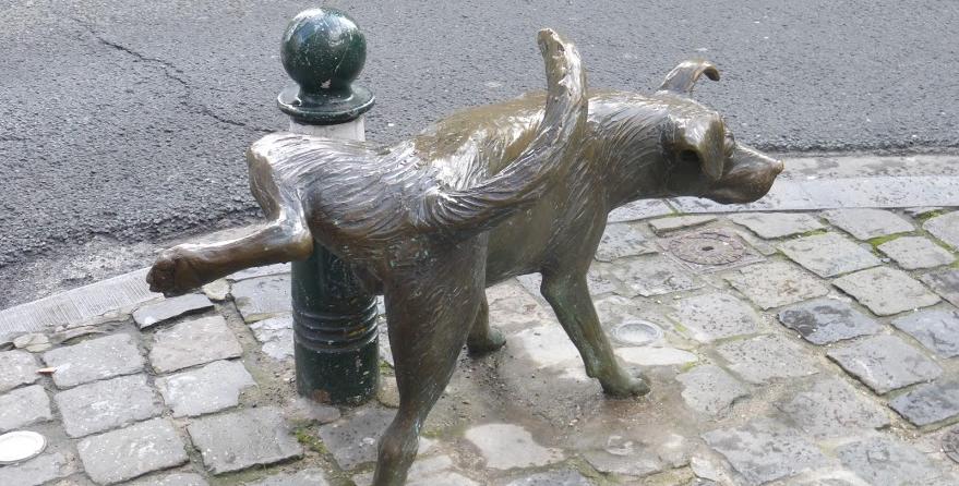 _images_sikajcy_pies_duzy3