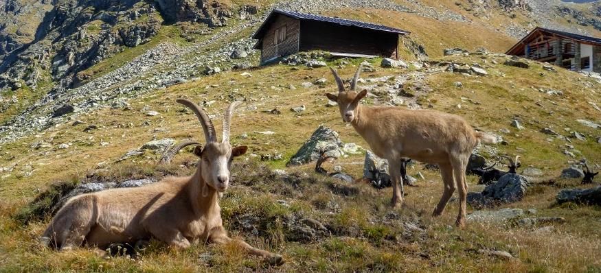 _images_do_mniejsz_kozice1