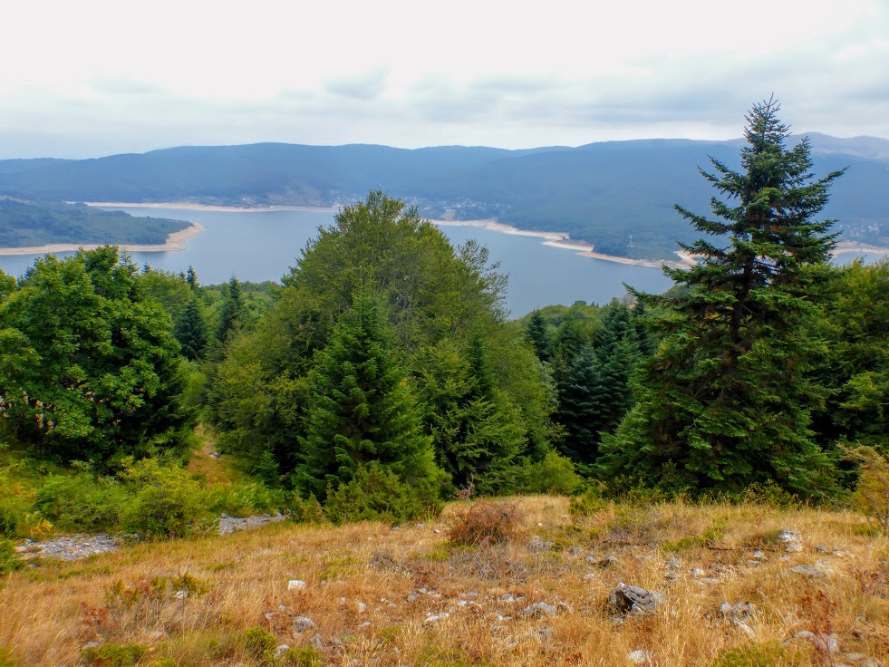 5. Las się skończył