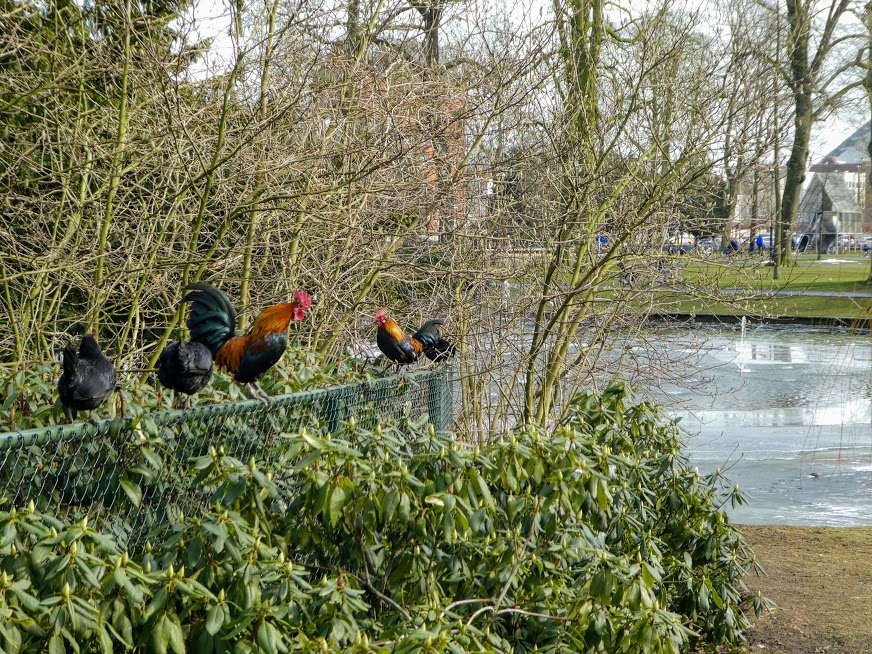 18. koguty w parku