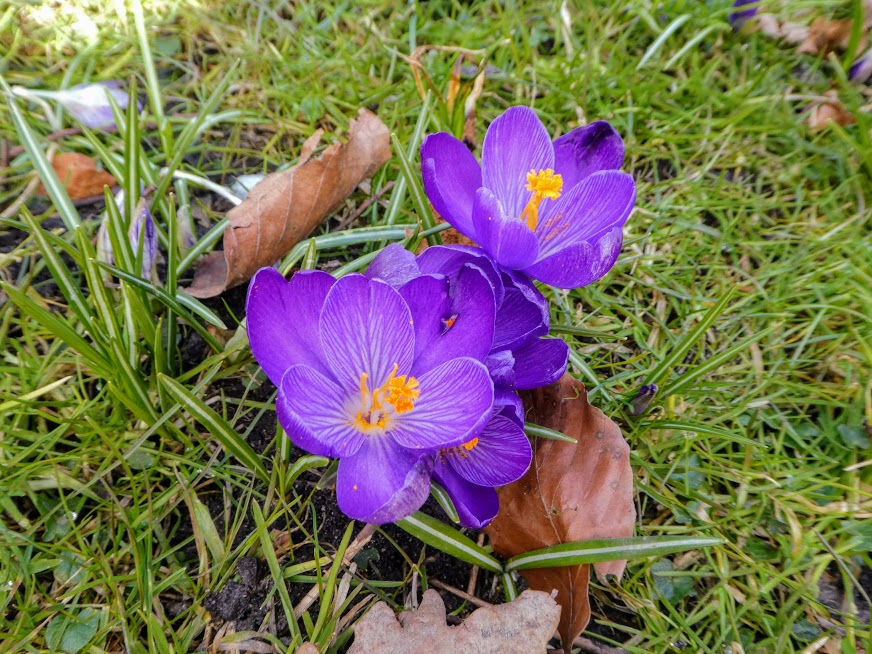 20. krokusy