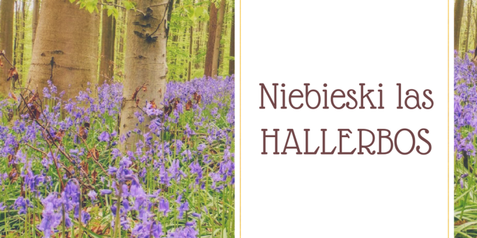 Niebieski lasHALLERBOS